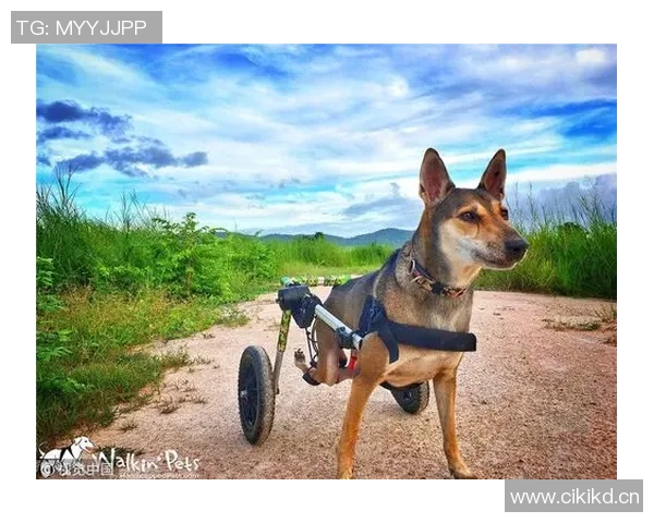 深圳极限运动队的战术创新与节奏体系探索之路